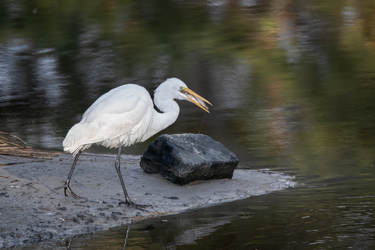 Great Egret - ML517324351