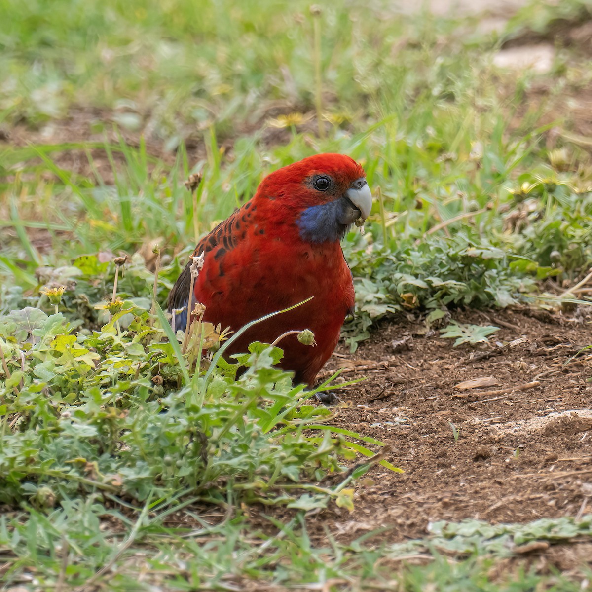 Crimson Rosella - Keith Wilcox