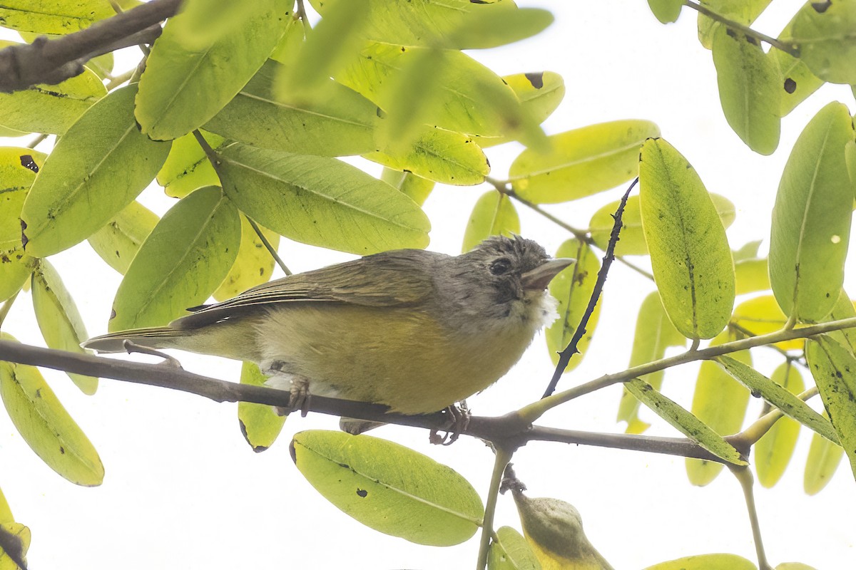 Nashville Warbler - ML517325451