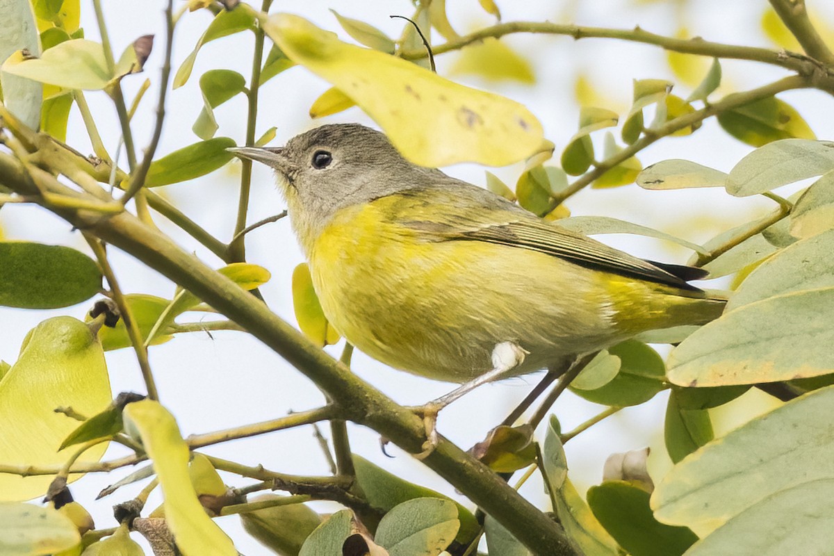 Nashville Warbler - ML517325671