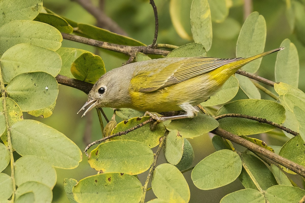 Nashville Warbler - ML517325811