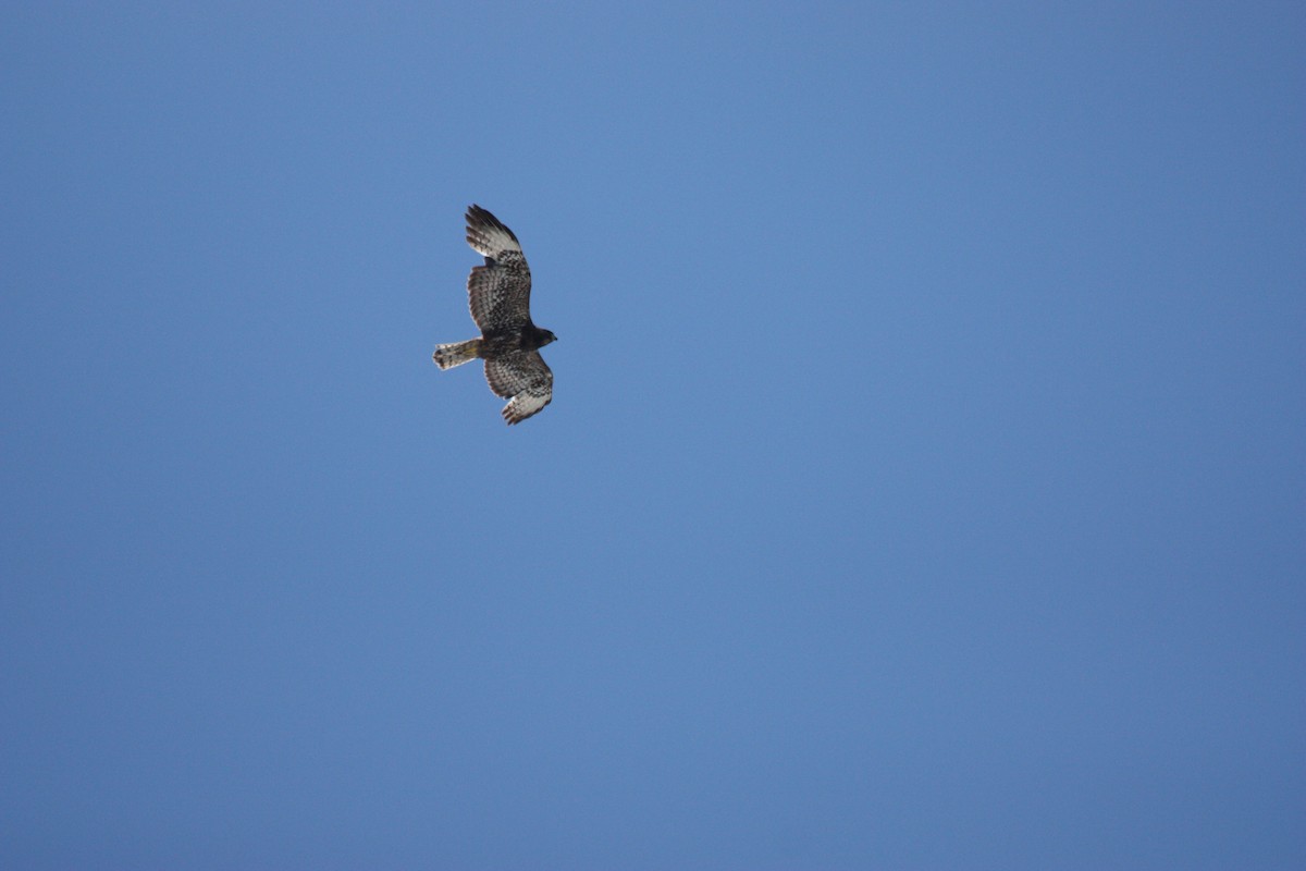 Swainson's Hawk - ML517325841