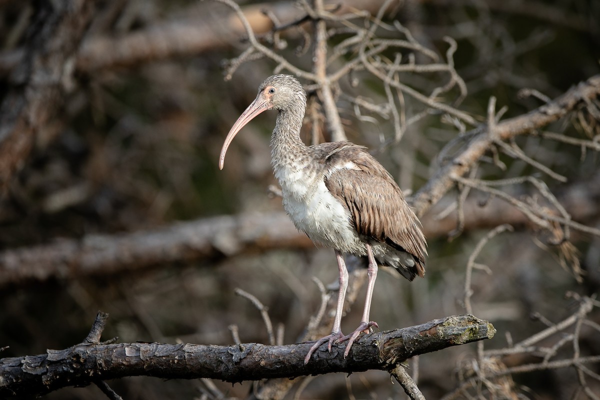 White Ibis - ML517327051