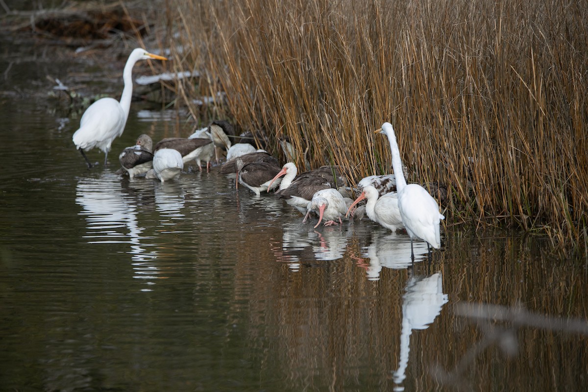 White Ibis - ML517327661