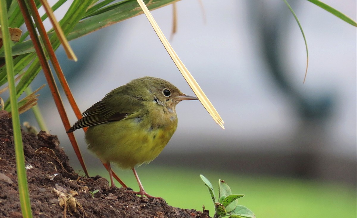 Connecticut Warbler - ML517327671