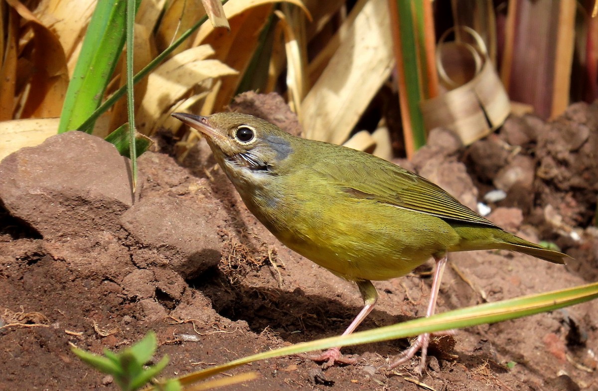 Connecticut Warbler - ML517327731
