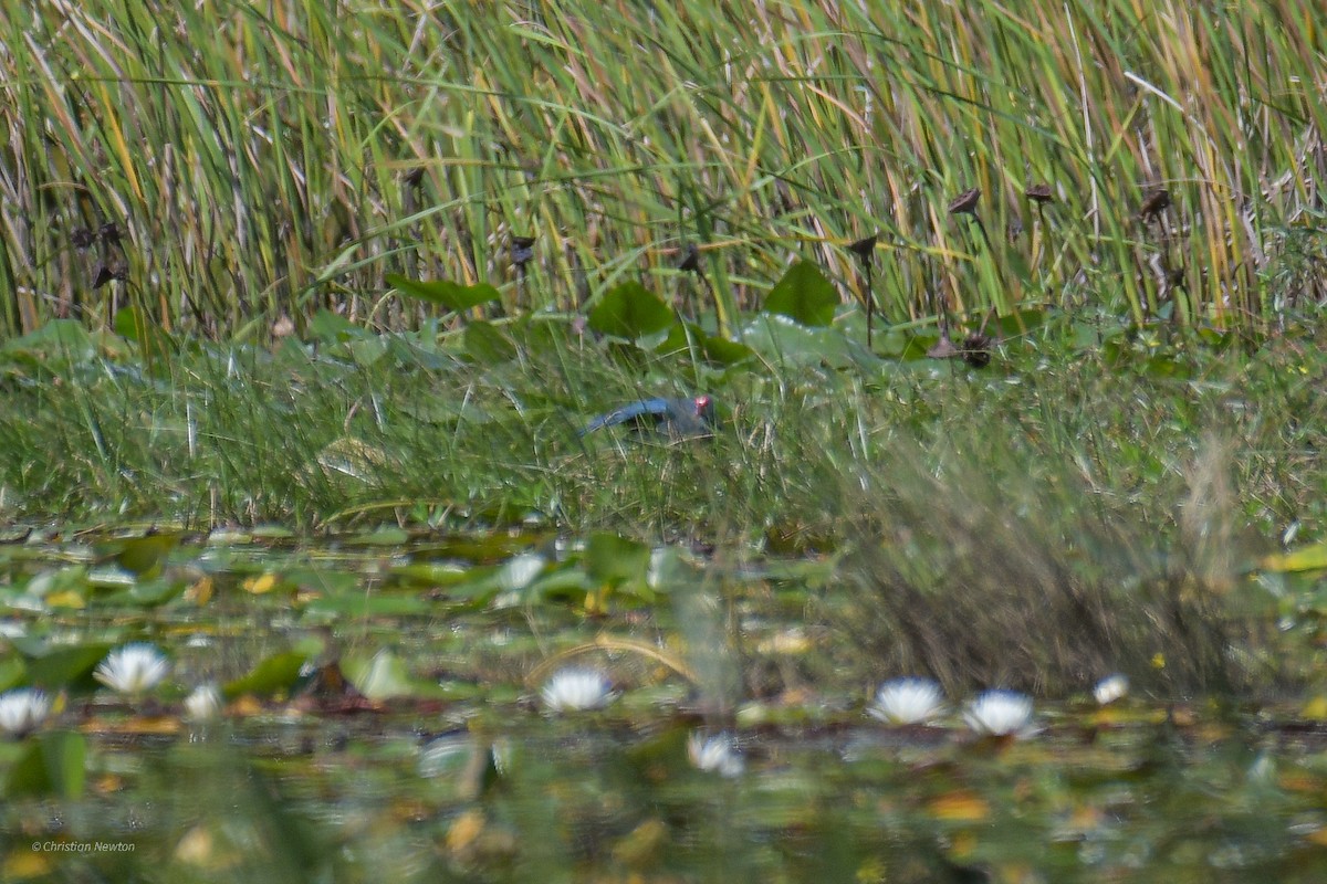 Gray-headed Swamphen - ML517328651