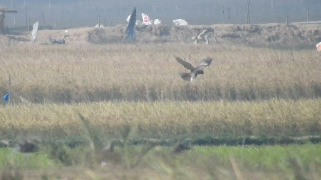 Pied Harrier - ML517328751