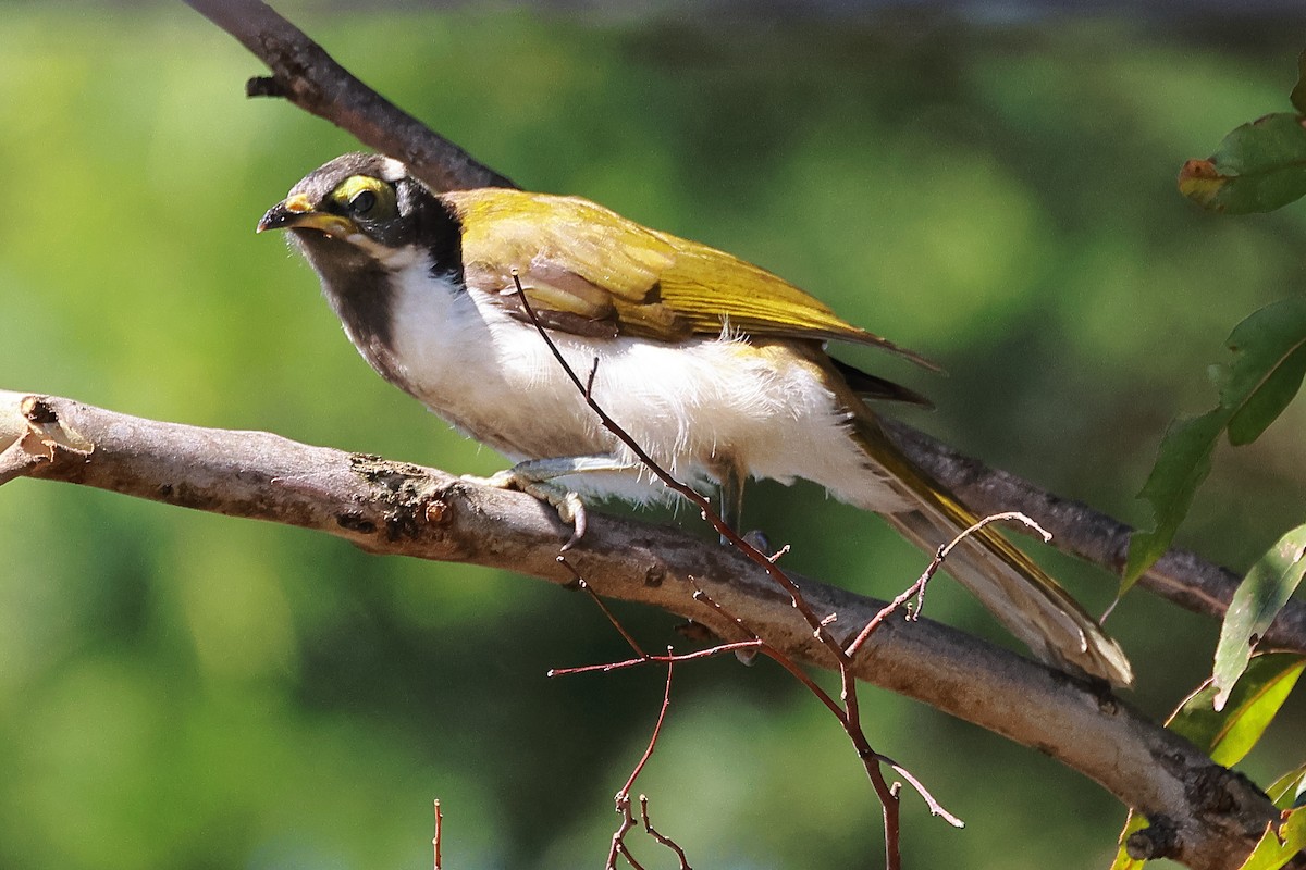 Blue-faced Honeyeater - Michael Rutkowski