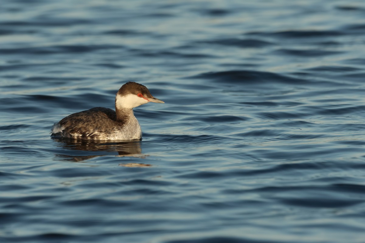 Horned Grebe - ML517329121