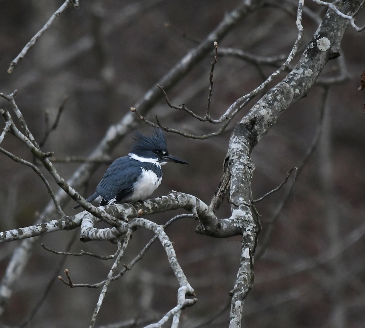 Belted Kingfisher - Paul Nielson