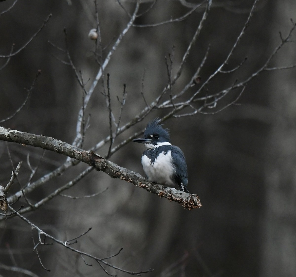 Belted Kingfisher - Paul Nielson
