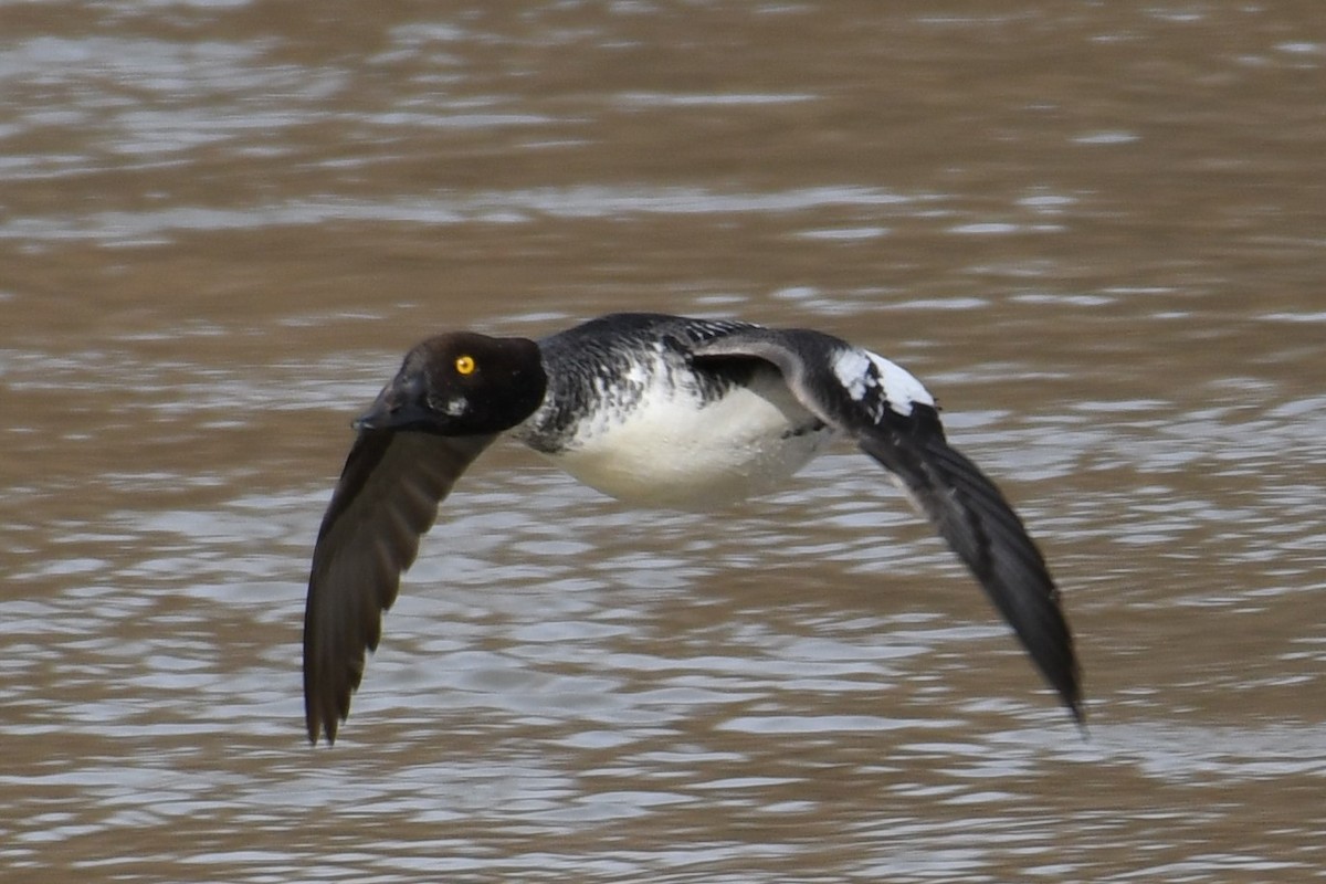 Common Goldeneye - Bo Olcott