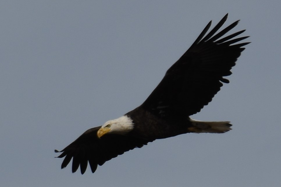 Bald Eagle - ML517329611