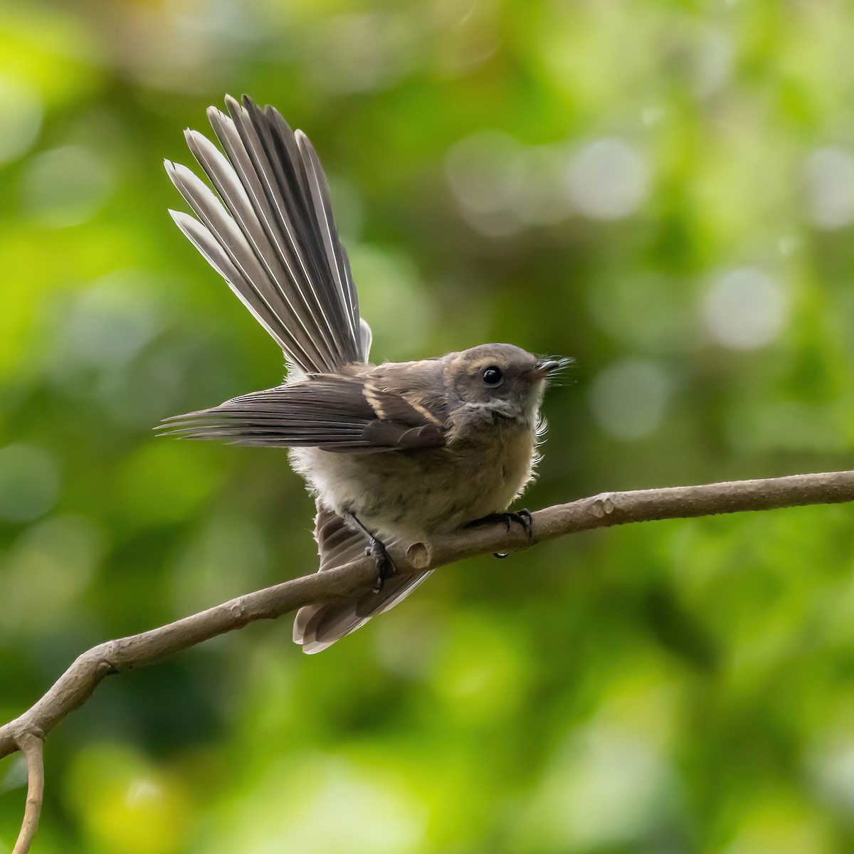 Gray Fantail - Keith Wilcox