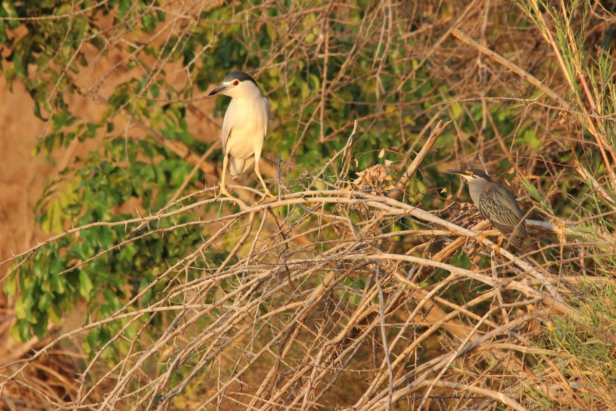 Nachtreiher (nycticorax) - ML517331851