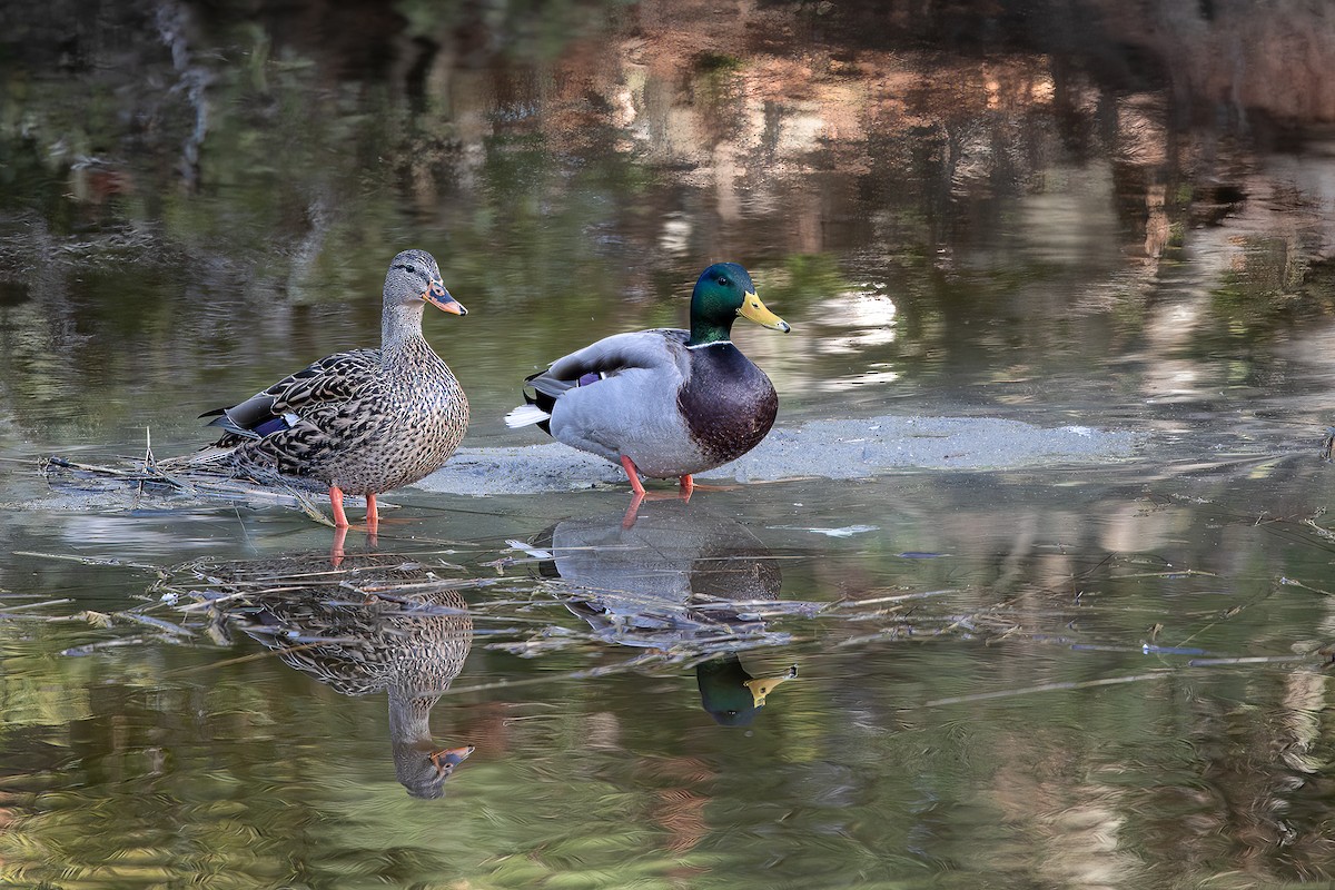 Mallard - ML517332071