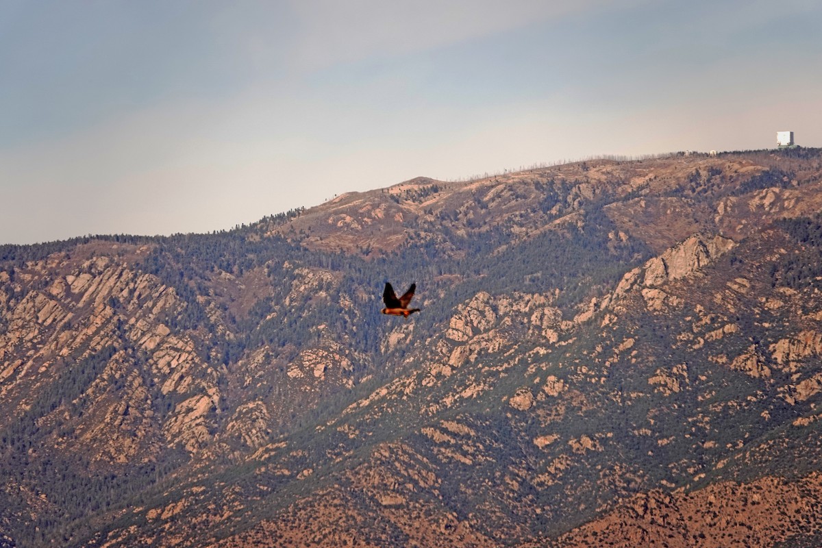 Peregrine Falcon - ML517333571