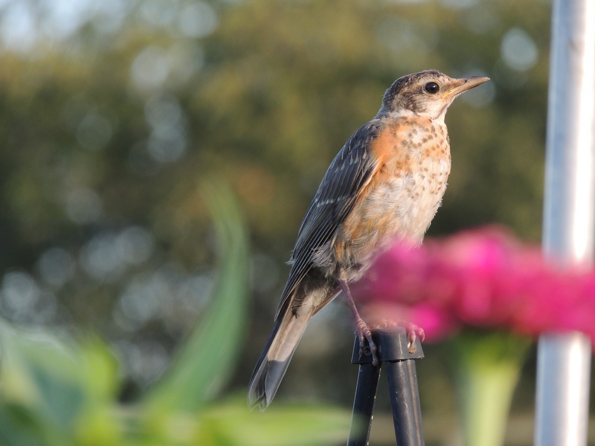 American Robin - ML51733431