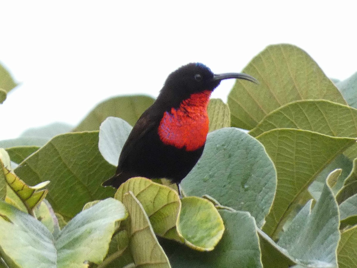 Scarlet-chested Sunbird - ML517335511