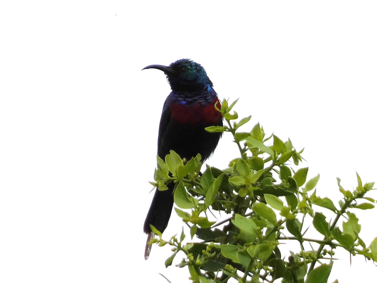 Red-chested Sunbird - ML517335541