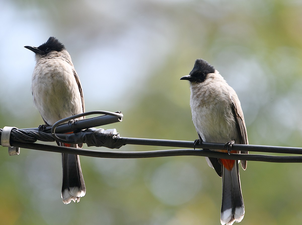 Sooty-headed Bulbul - ML517335901