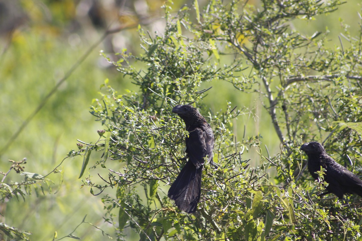 Smooth-billed Ani - ML517336521
