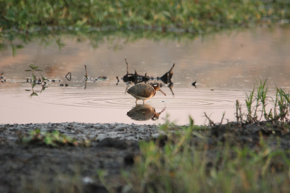 Greater Painted-Snipe - ML517336611