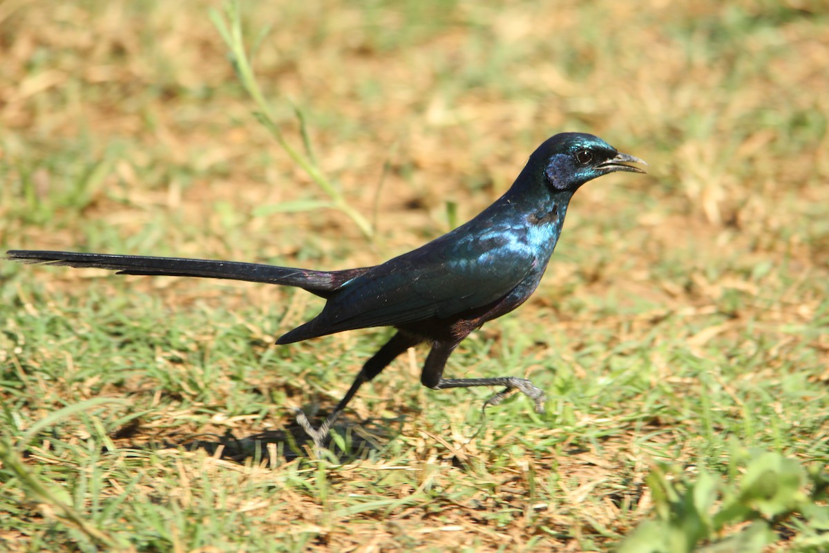 Meves's Starling - David Hancock