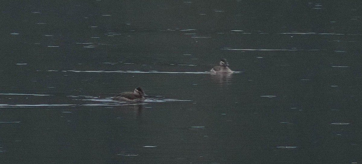 Ruddy Duck - ML517337451