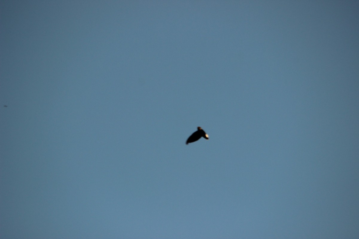 Bat-like Spinetail - David Hancock