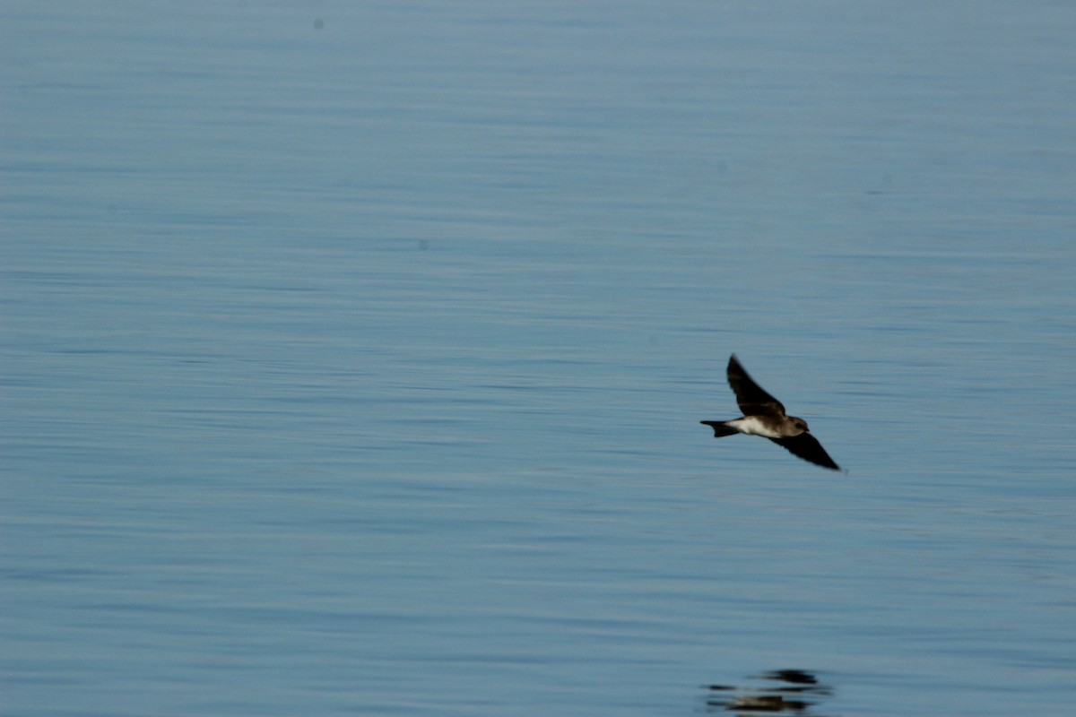 Plain Martin - ML517339511