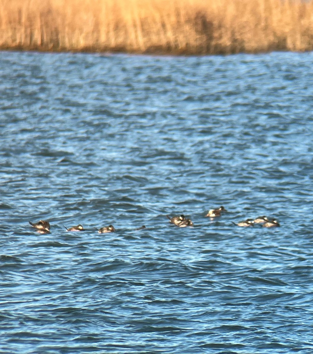 Ruddy Duck - ML517339941