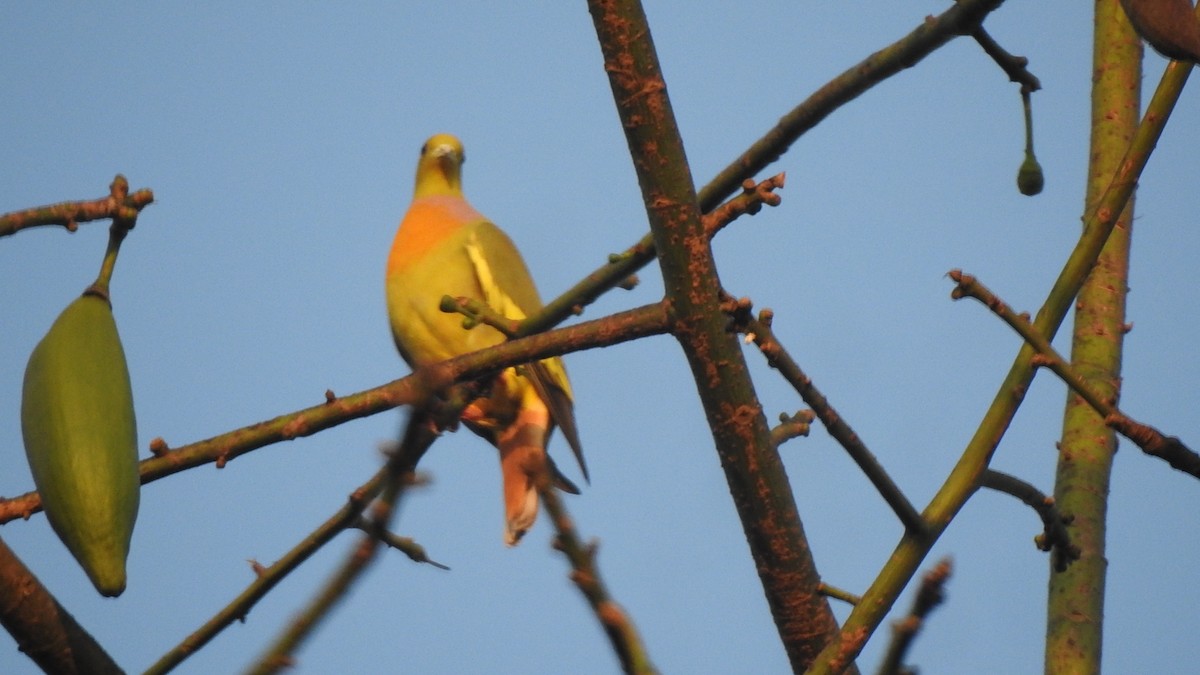 Orange-breasted Green-Pigeon - ML517340461