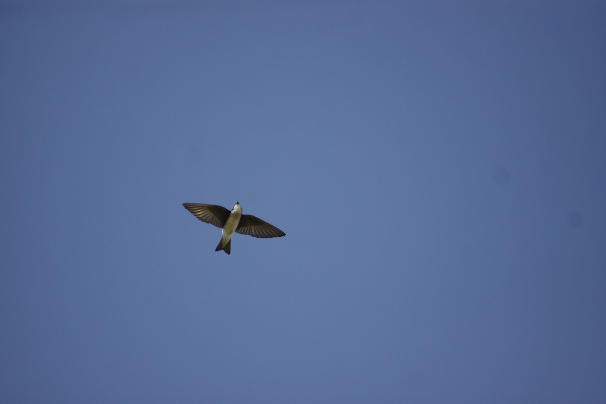 Golondrina Bicolor - ML517341311