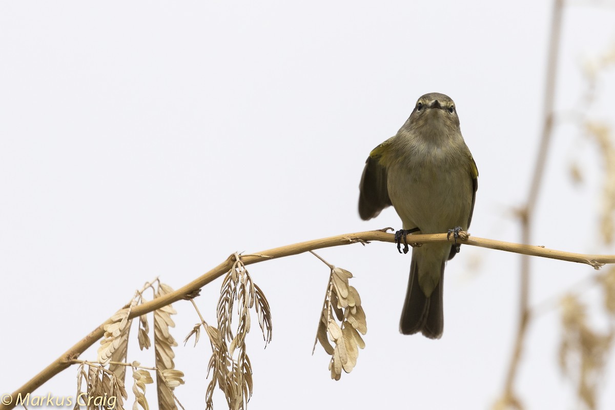 Common Chiffchaff (Common) - ML51734201