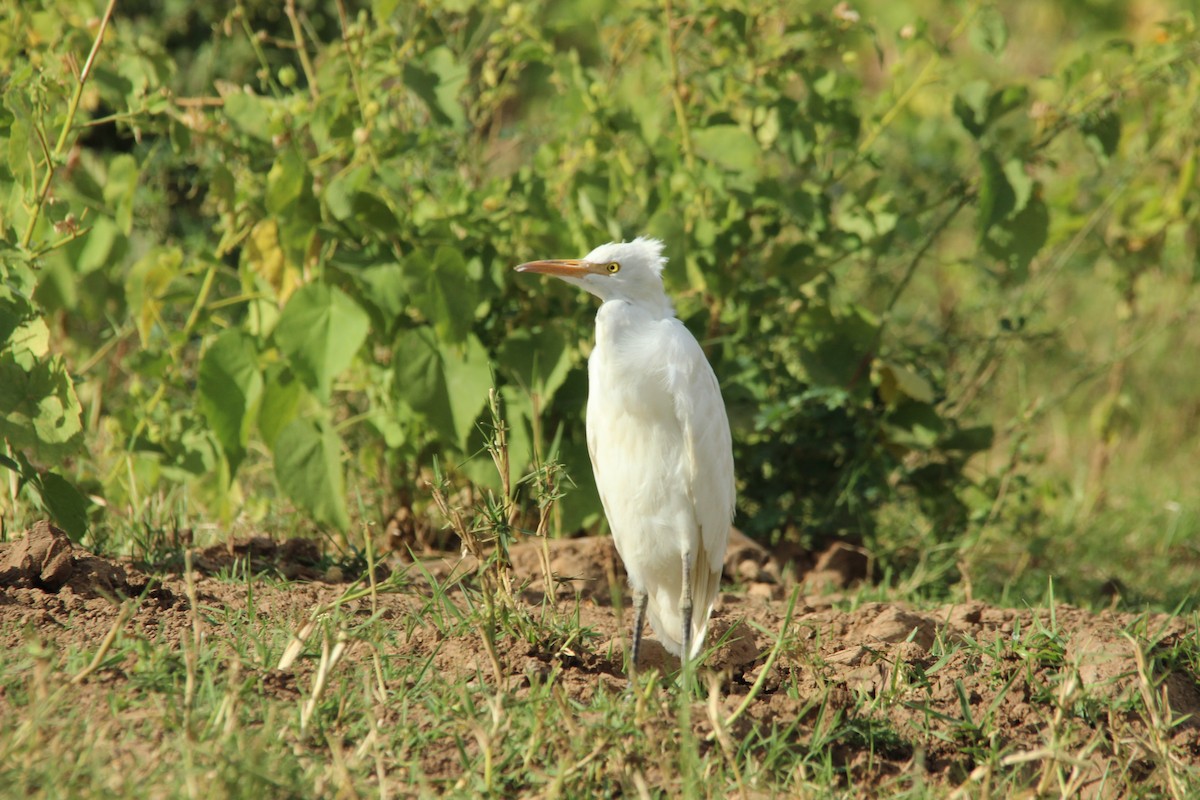 Western Cattle Egret - David Hancock