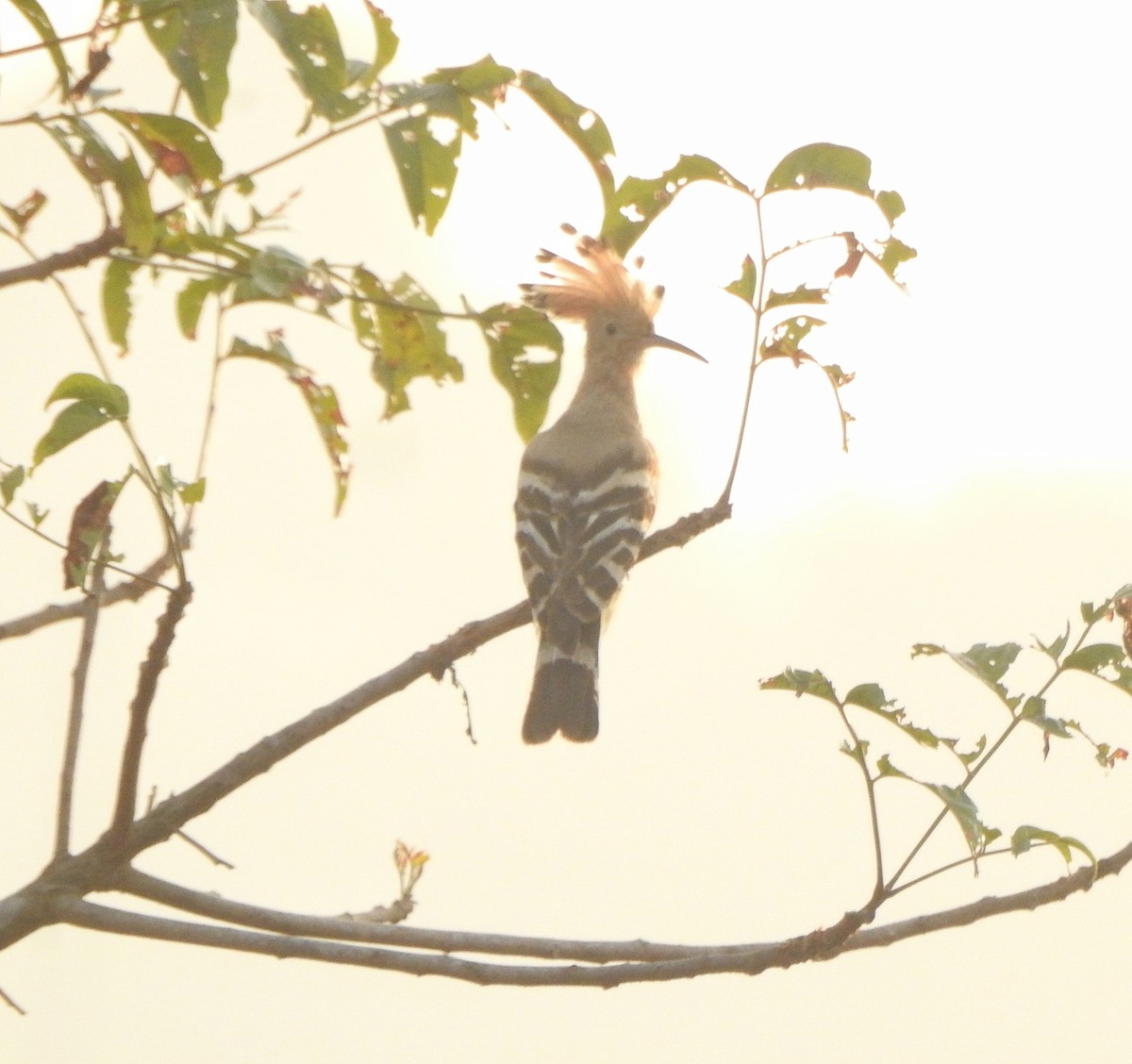 Eurasian Hoopoe - Afsar Nayakkan