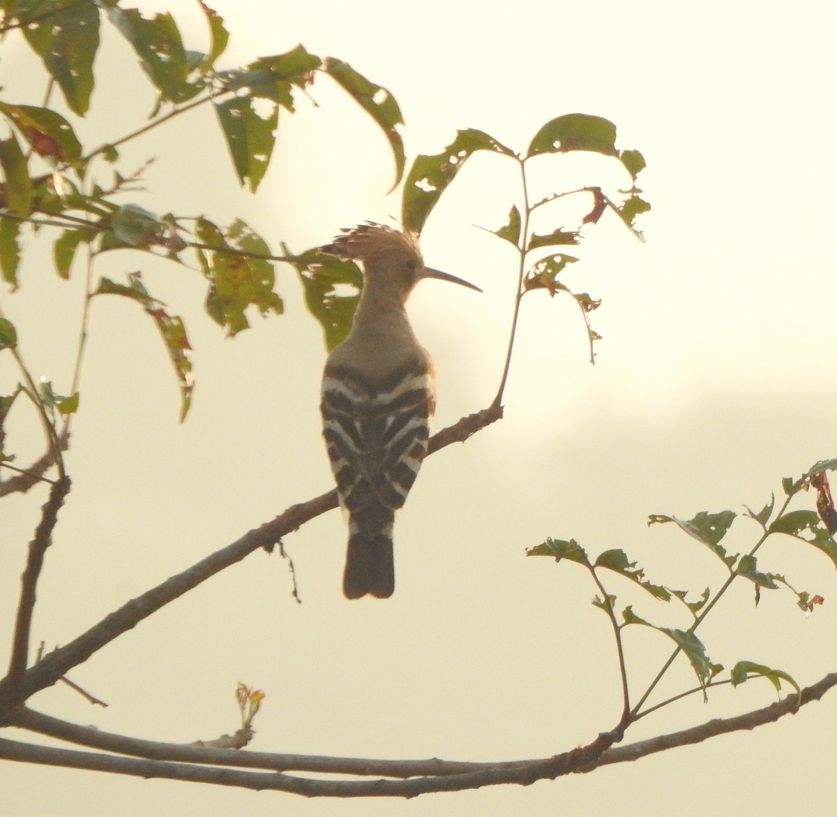 Eurasian Hoopoe - ML517343781