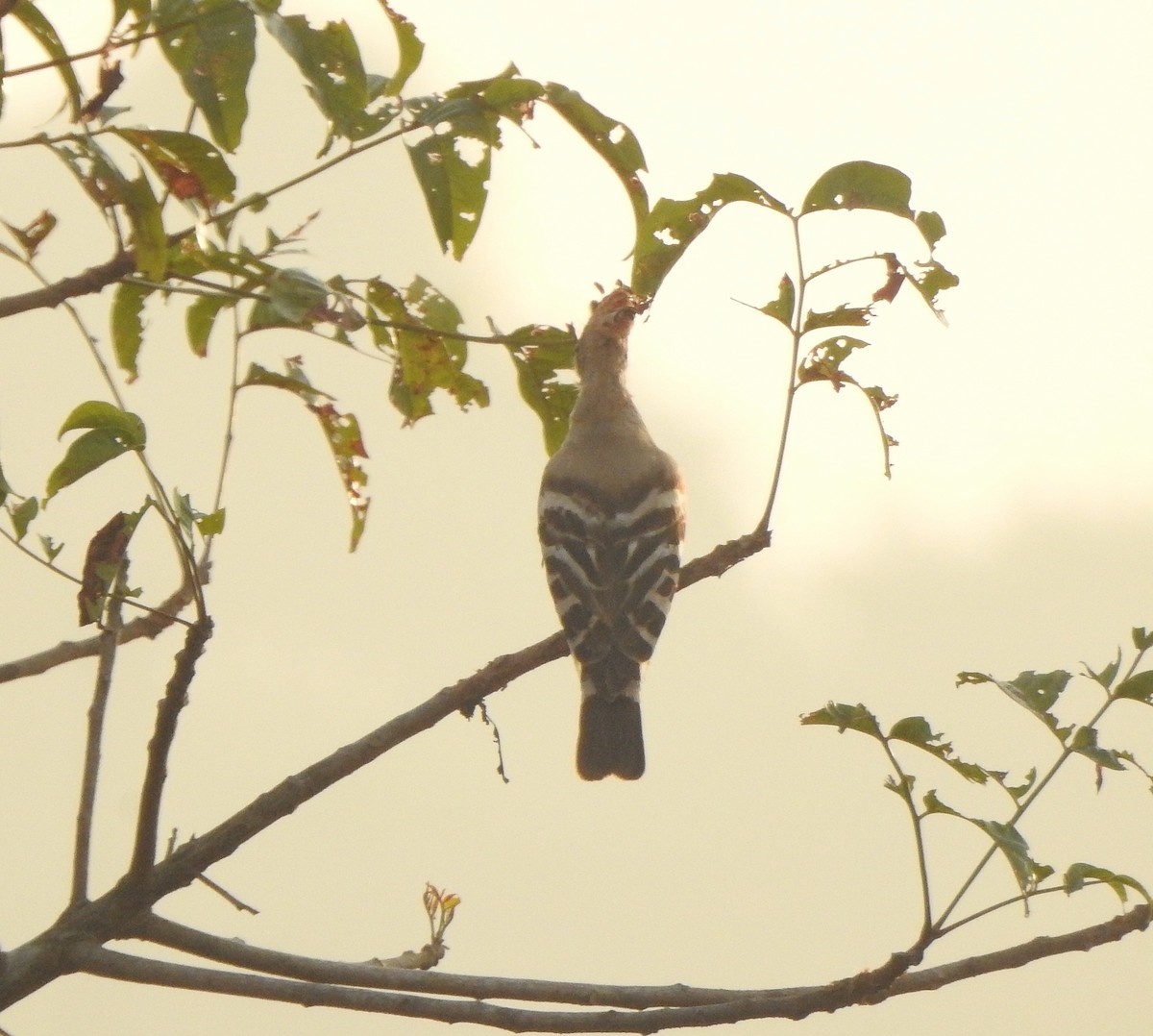 Eurasian Hoopoe - Afsar Nayakkan