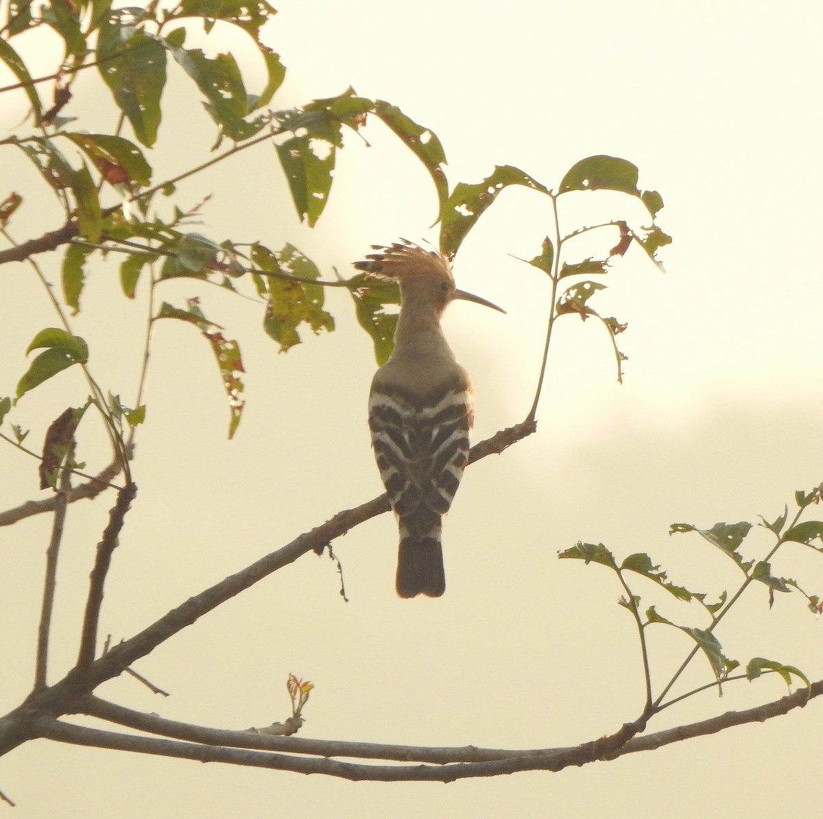 Eurasian Hoopoe - Afsar Nayakkan