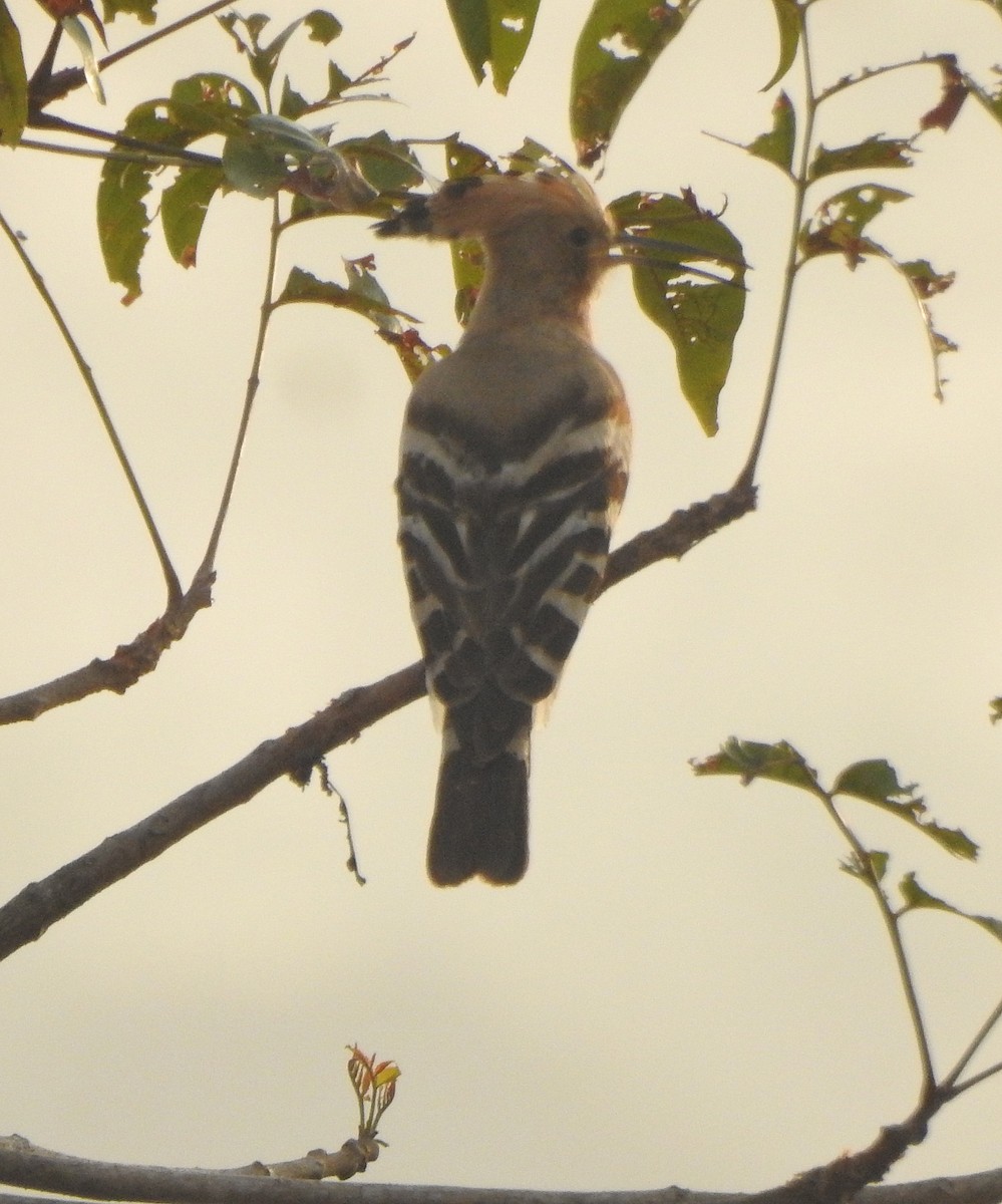 Eurasian Hoopoe - ML517343861