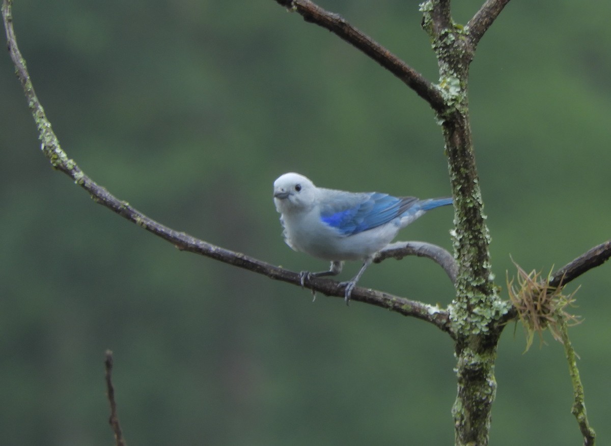 Blue-gray Tanager - ML517343931