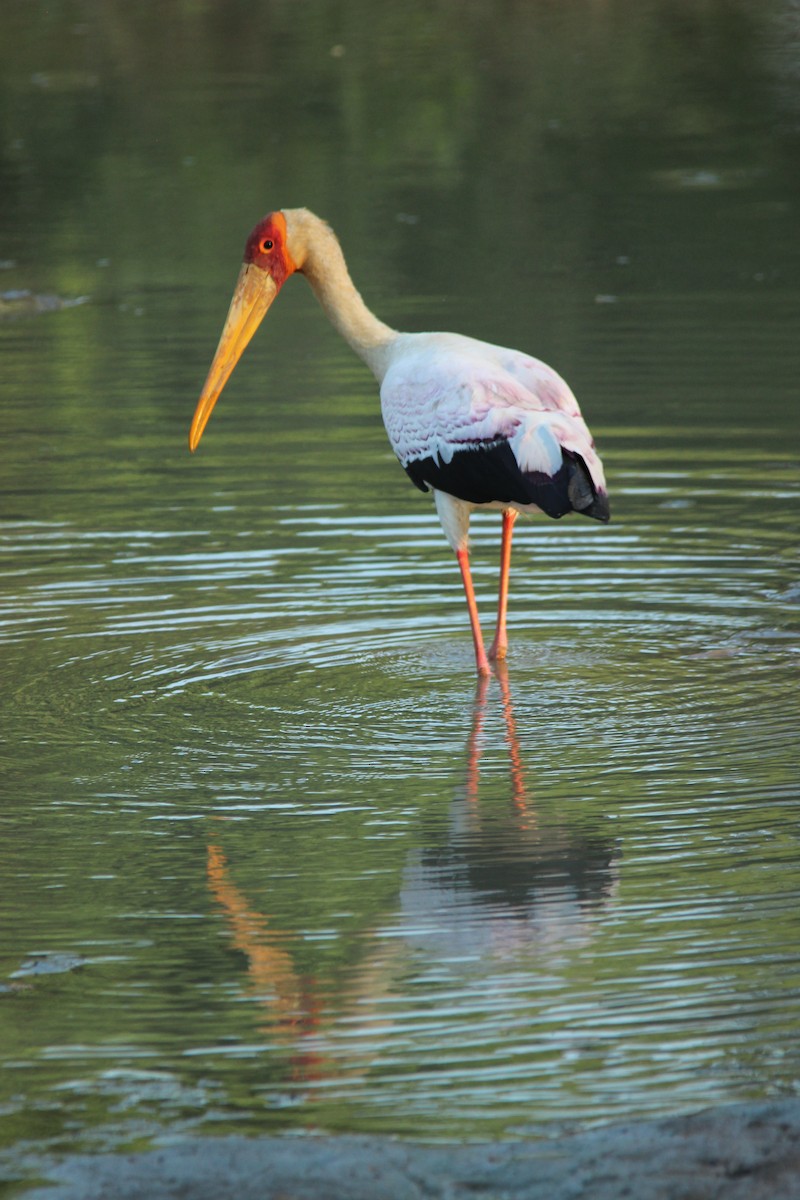 Yellow-billed Stork - David Hancock