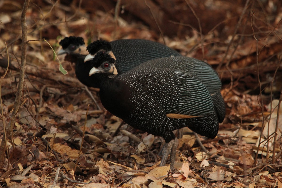 Sambesi-Haubenperlhuhn - ML517344401