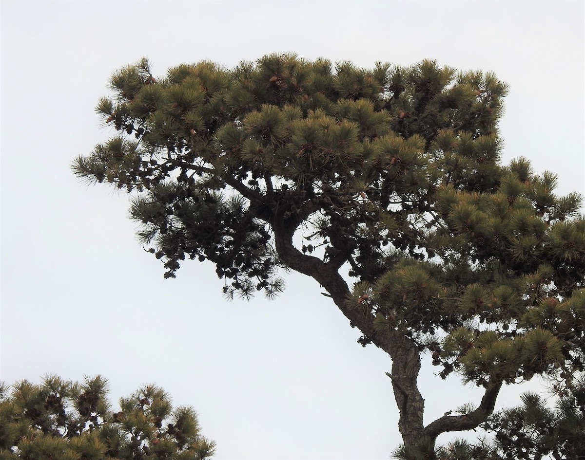 Red-tailed Hawk - ML517344771