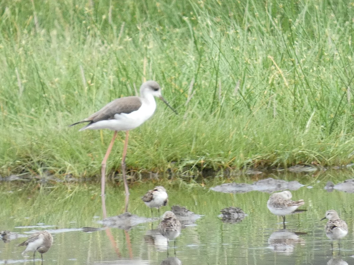 Black-winged Stilt - ML517346131