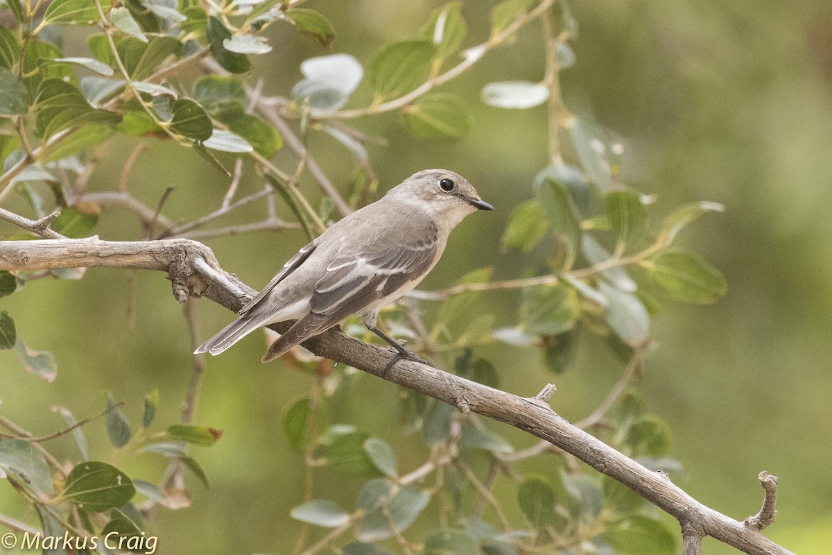 Semicollared Flycatcher - ML51734651