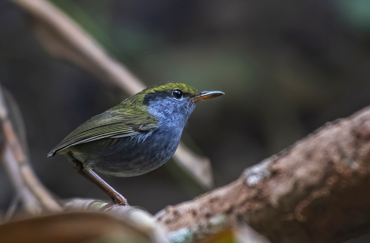 Gray-bellied Tesia - ML517347171