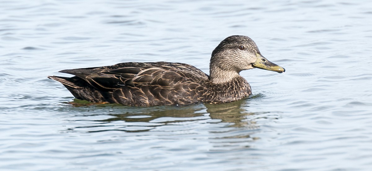 American Black Duck - ML51734731